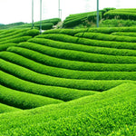 2 Camellia Sinensis Plants Tree, 4 to 7 Inches in Height, Tea Live Plant, Tea Tree Plant for Gardening Indoor