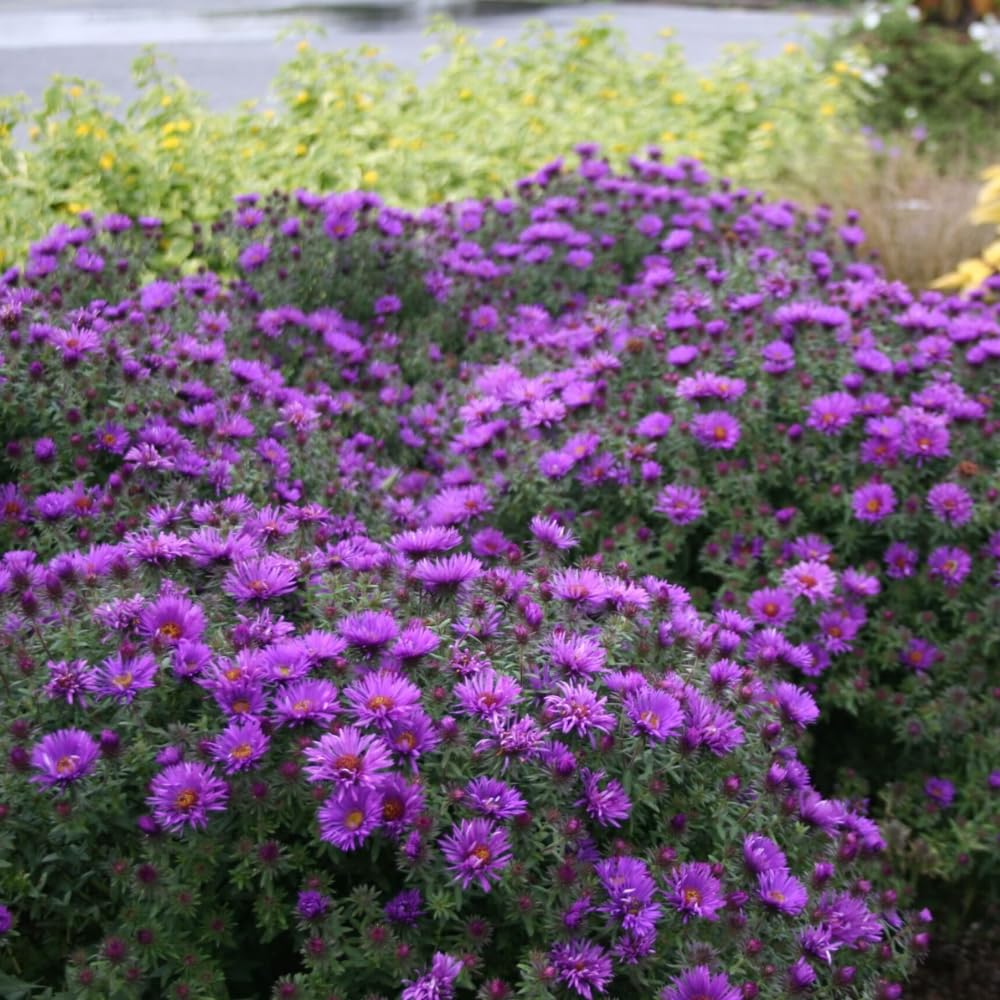 Purple Aster Plants Live for Planting, Purple Aster Bush Live Plant, Vibrant Perennial Flowers to Grow, 4 to 6 Inch Tall