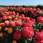 Rose Bush Live Plant, 5-9 Inch Tall, Fragrant Rose Flowers Tree, Well-Rooted Ready to Plant Outdoor Indoor (Peace Rose)