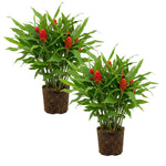2 Zingiber Zerumbet Shampoo Ginger Plants, Awapuhi Hawaiian Ginger Live Plants 4-7 Inches, Red Ginger Lily for Planting