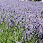 4 Lavender Plants Live Flower Indoor Outdoor, Lavandula Perennial Plants, Well Rooted 4-8" Tall, No Pot (Creek Lavender)