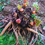 Set 5 Rhubarb Plant Roots for Planting, Rhubarb Crown Root, 4 to 6 Inc in Height, Vegetables Plant Gardening