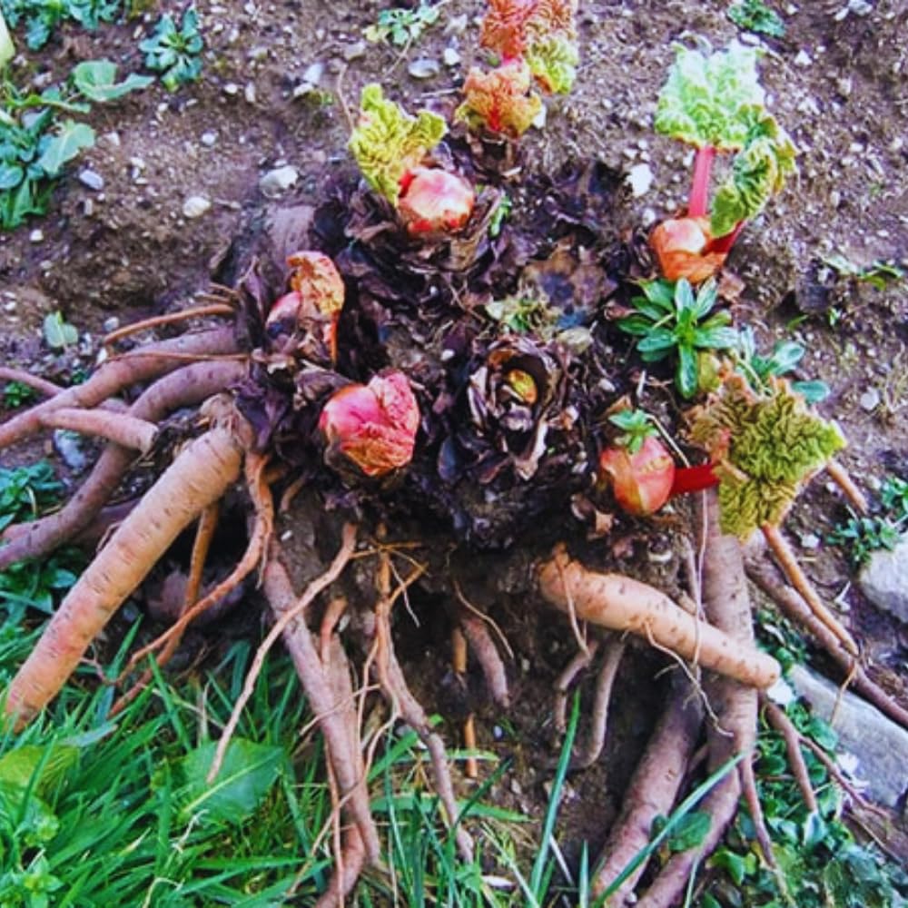 Set 5 Rhubarb Plant Roots for Planting, Rhubarb Crown Root, 4 to 6 Inc in Height, Vegetables Plant Gardening