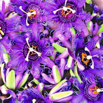 Pack 2 Passion Flower Plants Live, Passiflora Vine Well-Rooted, 5-7 Inch Tall Climbing Vine for Garden Trellises and Fences, No Pot (Deep Purple Passion Flower)
