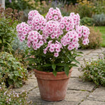Phlox Plant, Soft Pink Phlox Plant in Plug, 2-3 Inches Tall, Hardy Perennial Flower for Outdoor Garden
