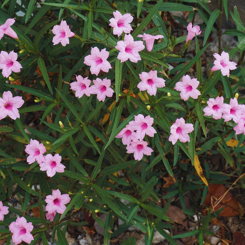 Set 6 of Pink Mexican Petunia Live Plants, Petunia Flower Plants Live from 4 Inc Tall, Shrub Plant