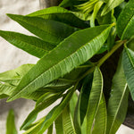 Set 2 of Lemon Verbena Plant Live, Fragrant Herb Shrub for Outdoor Gardening, Full Rooted from 2 to 5 Inches Tall