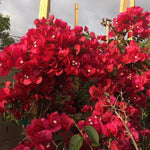 Combo 2 Bougainvillea Plants Live Trees, Outdoor Bougainvillea Plant for Trailing Flowering Vines or Bush Tree, 5-10” Tall, Well-Rooted Bougainvillea Vibrant Red