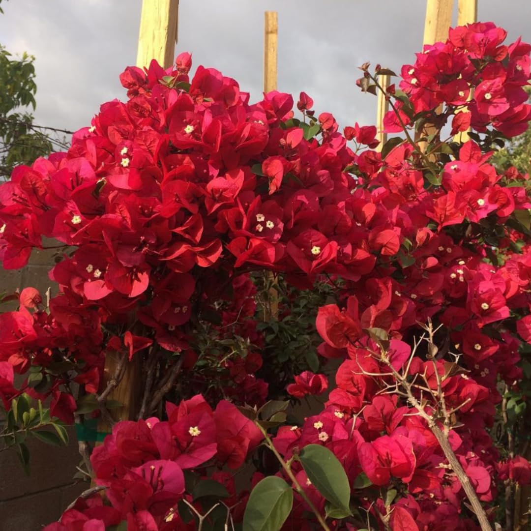 Combo 2 Bougainvillea Plants Live Trees, Outdoor Bougainvillea Plant for Trailing Flowering Vines or Bush Tree, 5-10” Tall, Well-Rooted Bougainvillea Vibrant Red