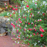 Hot Lips Salvia Plant, 4 Inch Pot Live Flowering Perennial, Red White Blooms, 4-8" Tall Hot Lips Salvia Sage Plants for Outdoor Garden