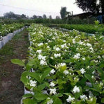 2 Packs of Jasmine Plant Indoor Live, Maid of Orleans Sambac Jasmine Flower Plant