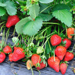 Pack 2 Red Strawberry Plants Live for Planting, Hardy and Sweet Strawberry Plant, 4 to 6 Inches Tall, Strawberries Fruit