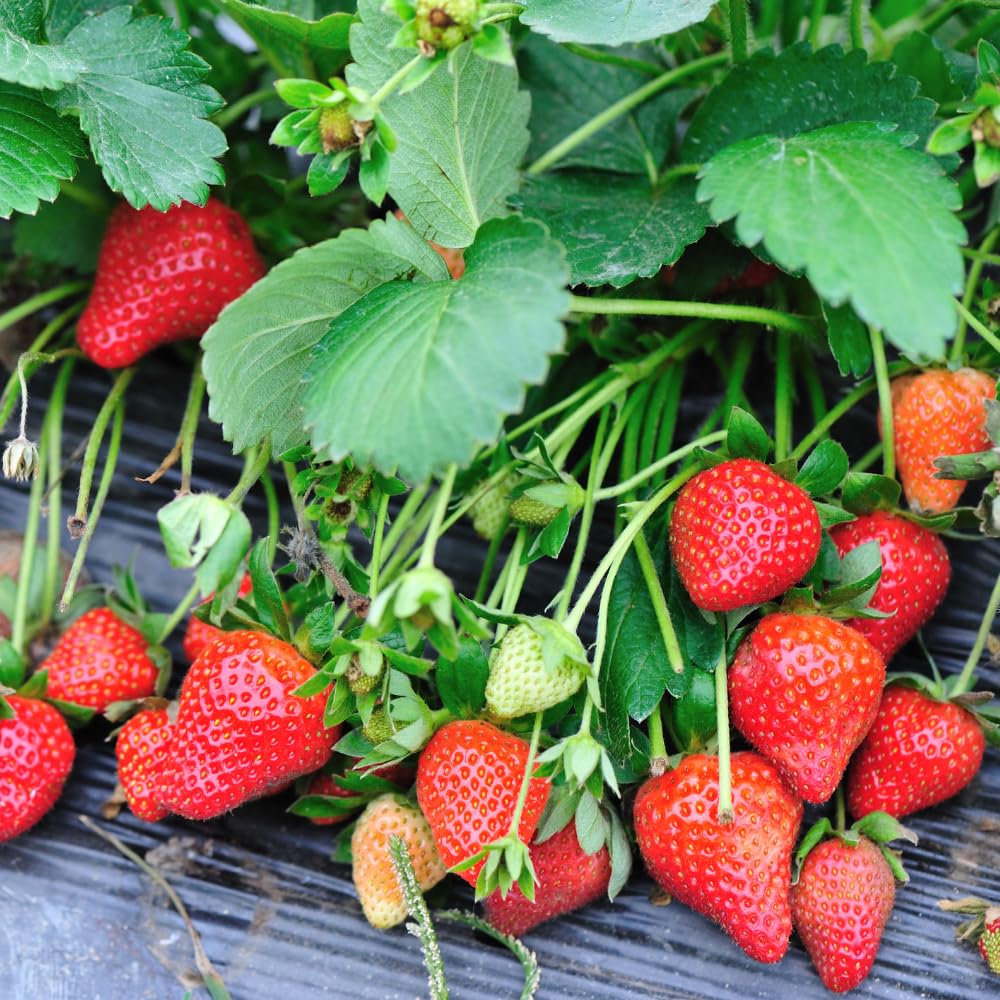Pack 2 Red Strawberry Plants Live for Planting, Hardy and Sweet Strawberry Plant, 4 to 6 Inches Tall, Strawberries Fruit