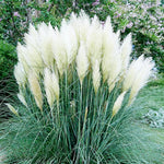2 Grass Ornamental Grasses Seedlings, Live Grass Perennial Hardy Ornamental Plants, Outdoor Planting, 5-9" Tall (White Pampas)