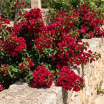 Set 2 Double Red Bougainvillea Live Plants 4-7 Inches Tall, Vibrant Bumgainvillea Flowering Vines for Garden, Patio Containers and Indoor Growing
