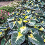 Combo 3 Yellow Green Colocasia Live Plants, Elephant Ear Esculenta Taro, 5 to 8" in Tall, Alocasia Live Plant for Planting, Live Houseplant Colocasia Plant
