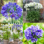 4 Houseplant Collection Plants Live Collection, Rare Colors, No Pot, Easy to Grow Indoors Plant, Pink Princess Philodendron, Agapanthus Blue, White, Variegated Dwarf Umbrella Tree