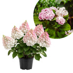 Bicolor Hydrangea Live Plant in 2.5'' Pot, Hydrangea Bush Shrub Vibrant Blooms, Outdoor Garden, Ready to Grow