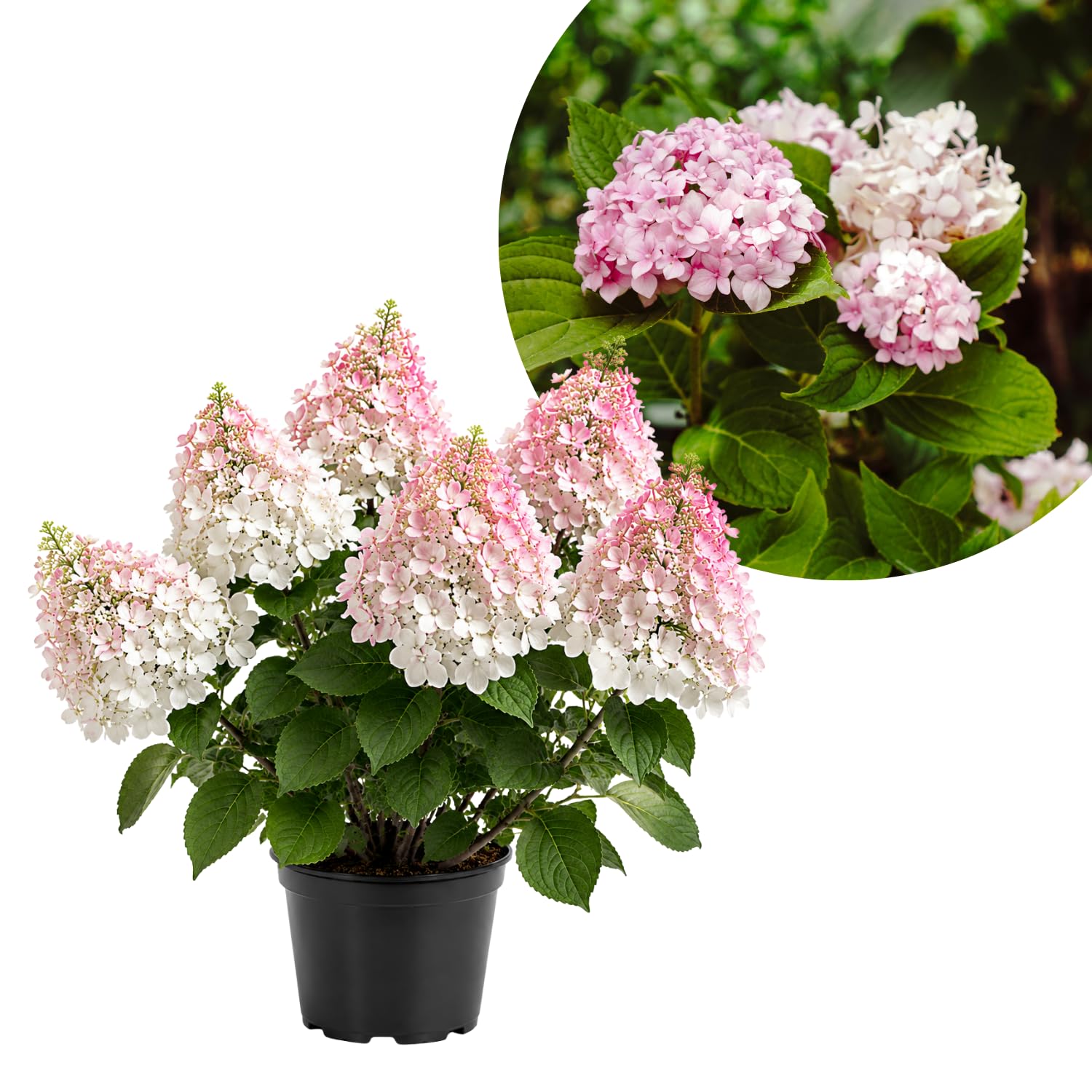 Bicolor Hydrangea Live Plant in 2.5'' Pot, Hydrangea Bush Shrub Vibrant Blooms, Outdoor Garden, Ready to Grow
