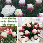 10 Tulip Bulbs for Spring Planting, Tulip Bulbs for Fall Planting, Flower Bulbs, Zones 3-8 (Ice Cream)