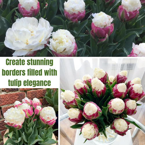 10 Tulip Bulbs for Spring Planting, Tulip Bulbs for Fall Planting, Flower Bulbs, Zones 3-8 (Ice Cream)