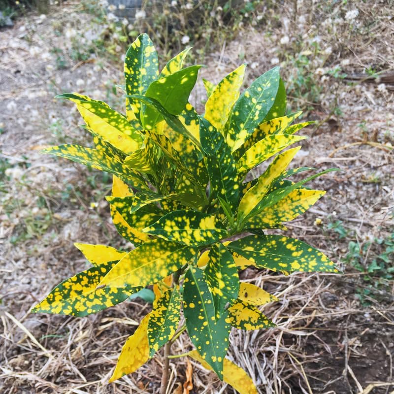 Gold Green Croton Plant Live, Live Croton Plant, 4 to 6 Inches Tall, Croton Live Plant for Garden