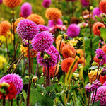 2 Dahlia Bulbs for Spring Planting, Dahlia Bulbs for Planting Indoor and Outdoor (Dark Pink)