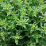 2 French Thyme Plant Live, 4-6 Inc Heights, Fragrant Herb for Indoor Outdoor Planting