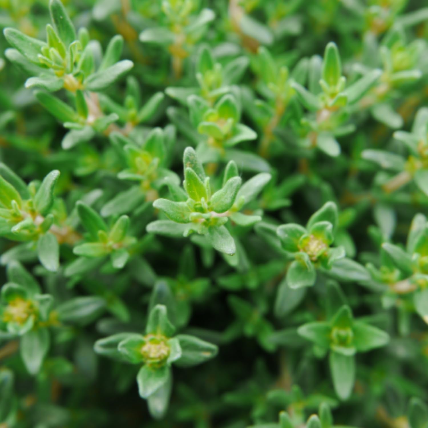 2 French Thyme Plant Live, 4-6 Inc Heights, Fragrant Herb for Indoor Outdoor Planting