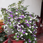 2 Brunfelsia Plants Live, Yesterday Today and Tomorrow Live Plants, 5 to 7 Inches Long, Outdoor Indoor Shrub Flowering Plant