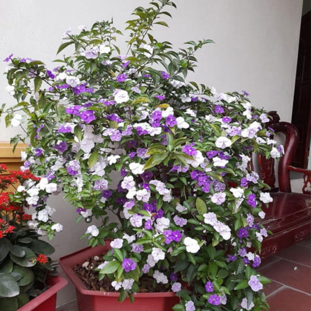 3 Yesterday Today Tomorrow Live Plants, 4 to 7 Inc Long, Brunfelsia Plants for Growing Indoor or Outdoor Gardening