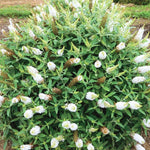 White Butterfly Bush Buddleia Butterfly Plant Live, 4-9" Tall Well-Rooted for Outdoor Gardens, Perennial Shrub, No Pot