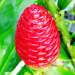 Pack 10 Shampoo Ginger Roots for Growing Perennial Garden, Awapuhi Zingiber Zerumbet Ginger Rhizomes, Hawaiian Ginger Lily