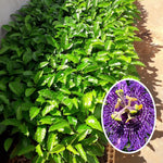 Passion Flower Plant Live, 5 to 8 Inch Tall Passiflora Vine, Fragrant Climbing Plant for Garden or Trellis, No Pot, Well-Rooted (Purple Passion Flower)