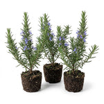 Set 3 Blue Rosemary Live Plants, Hardy and Fragrant Rosemary Herb Plant 4-8 Inches, Indoor Outdoor Growing