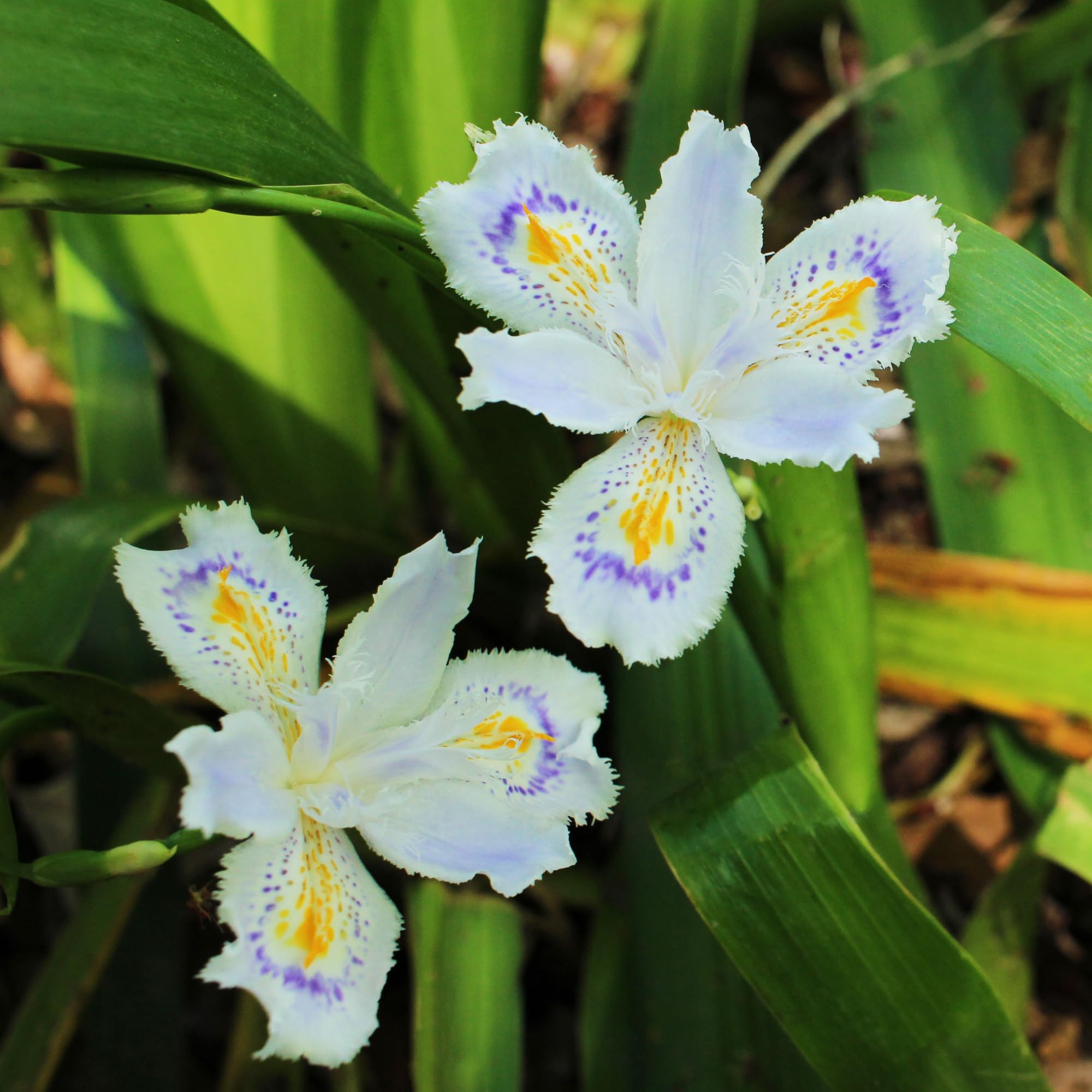 3 Walking Iris Plants, 4-6 Inch White Iris Flower Plant Roots for Outdoor Planting, Ready to Grow