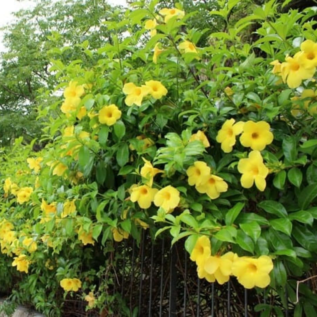 Mandevilla Plant Live, 5 to 6 Inc Tall Seedling, Yellow Mandevilla Vine Plants, Perennial Flower Mandevilla Starter Plant Indoor Outdoor Garden