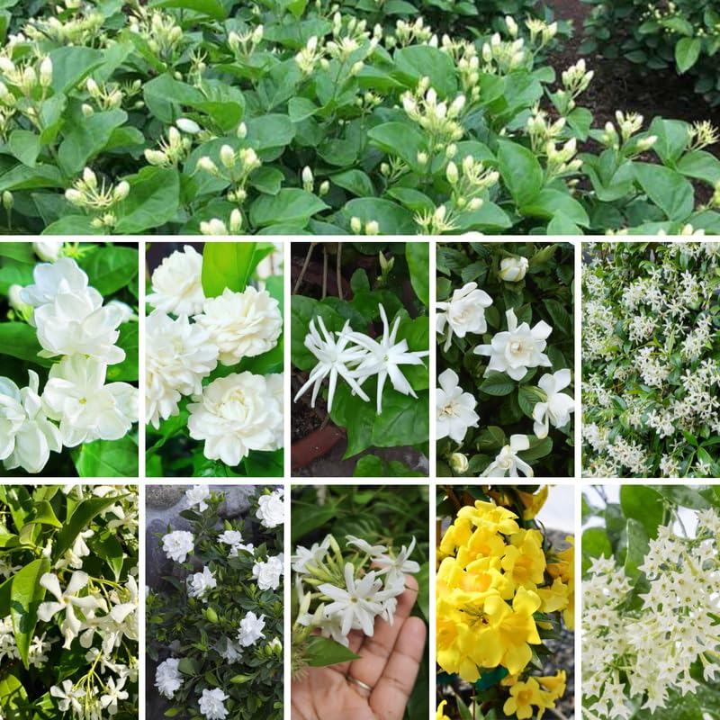3 Climbing Jasmine Live Plants for Indoor Outdoor Planting, Assorted Jasmine Plants Live, Fragrant, 5-8" in Tall, Hardy