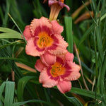 Pack 3 Daylily Bulbs for Planting, Hardy Perennial Flower with Vibrant Blooms, Reblooming Daylilies Bulbs for Garden Borders and Containers (Strawberry)
