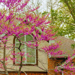 Eastern Redbud Tree Live Plant, Red Bud Trees Live Plants, Quart Pot