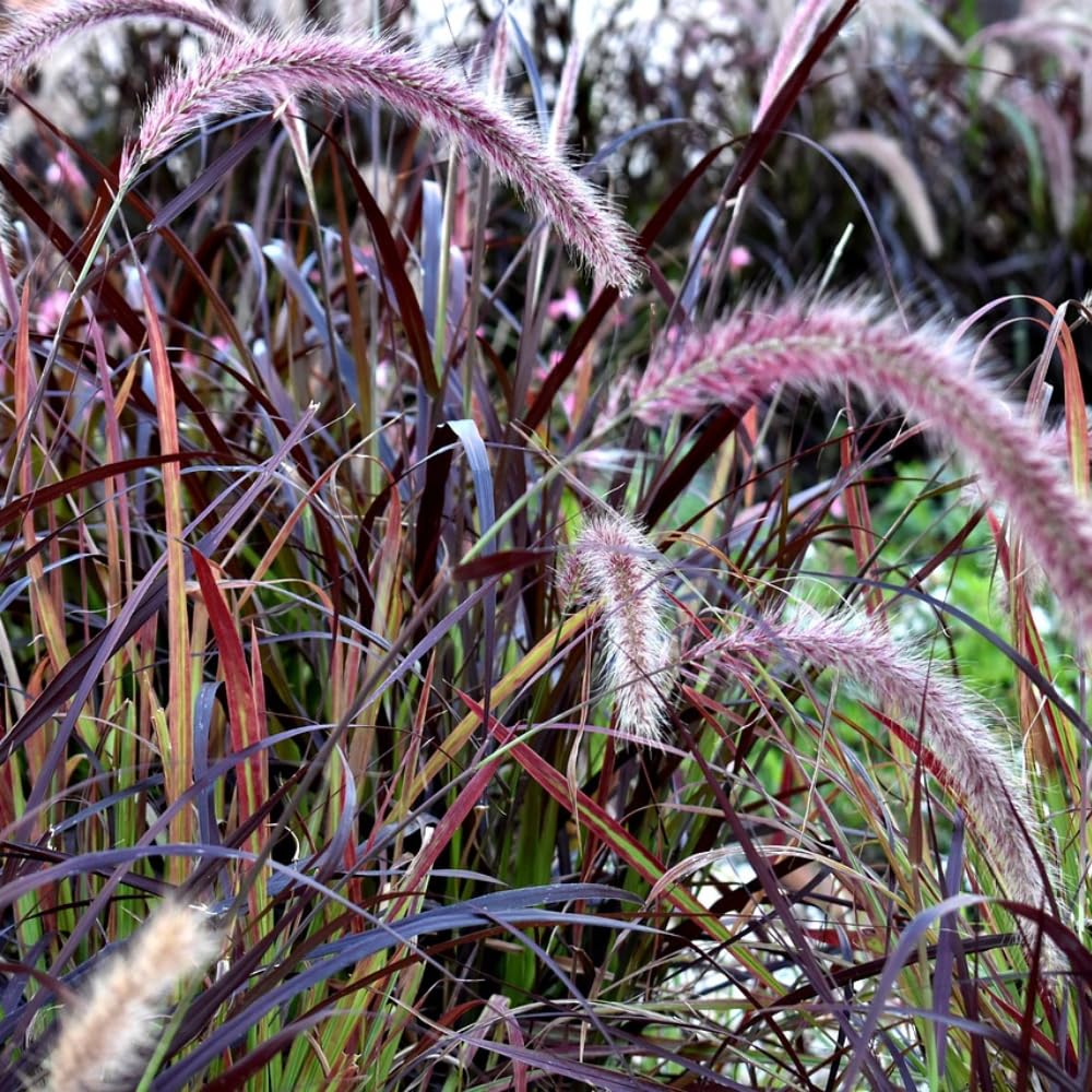 Pack 2 Fountain Grass Plants Live, Ornamental Grasses Live Plants Perennial Potted Plants Ready to Grow, 5-9 Inch Height (Red Purple Fountain Grass)