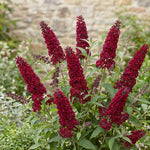 2 Red Butterfly Bush Plants Live, Vibrant Buddleia Plants 4-7 Inches, Colorful Flowering Shrub for Outdoor Garden