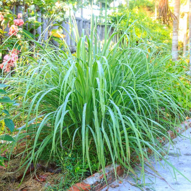 Set 2 Lemon Grass Live Plants, Live Lemon Grass, Lemon Grass Plants, Lemongrass Plant, Live Lemongrass Plant Potted in 4 in Pot