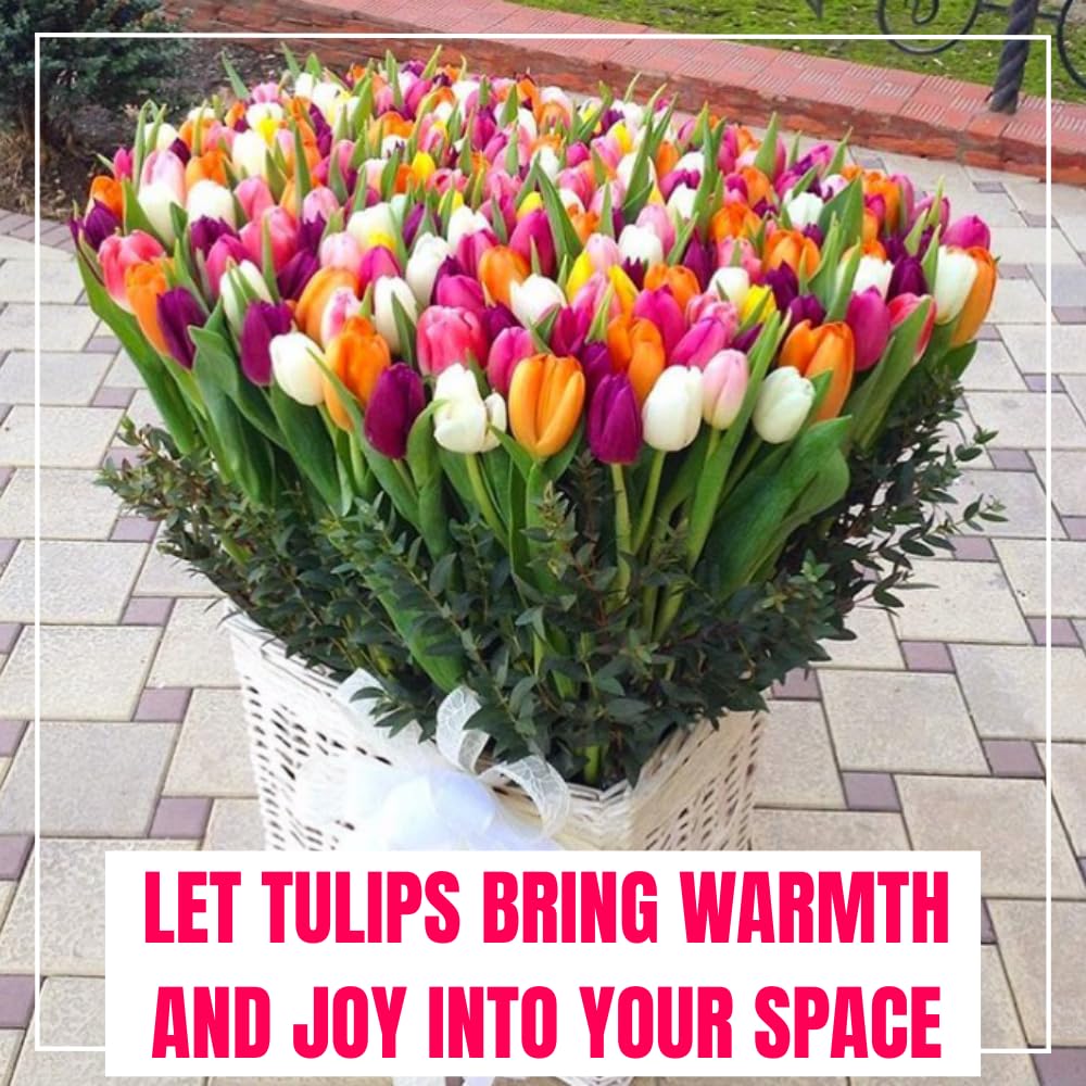 25 Tulip Bulbs for Spring Planting, Large Tulip Bulbs for Fall Planting, Flower Bulbs Garden Indoor Outdoor (Mix)