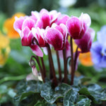 Pink Cyclamen Plant Live, Flowering Houseplant, 4" Pot