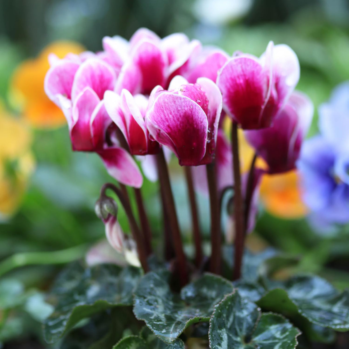 Pink Cyclamen Plant Live, Flowering Houseplant, 4" Pot