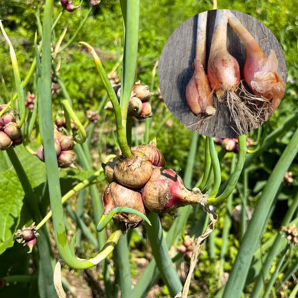6 Walking Onions Plants for Planting, Egyptian Walking Onion Allium, 4-6 Inches Well Rooted, Ready to Plant Outdoor