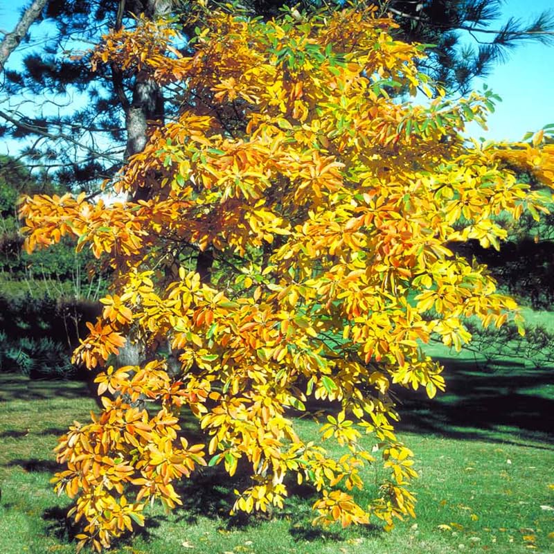 Live Sassafras Tree Seedling, Quart Pot, Sassafras Plant Live, Fragrant Leaves Autumn Foliage, 7-15" in Tall