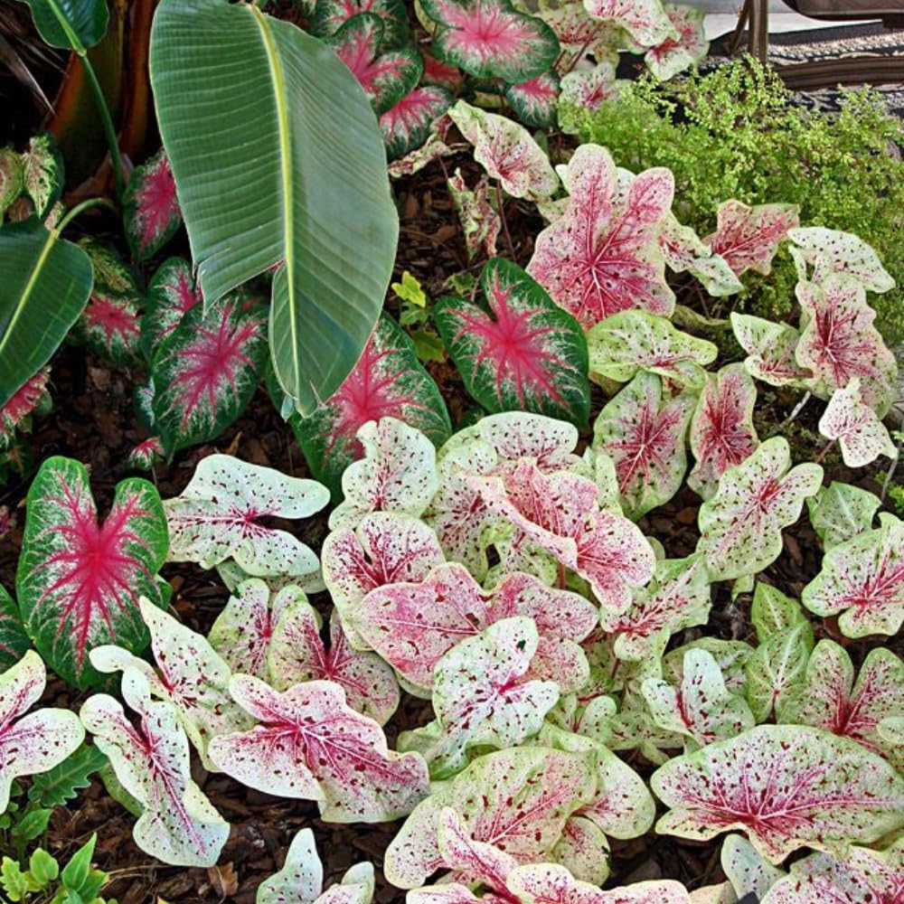 Set 2 Caladium Plants, Mix Caladium Houseplant Live 4-6 Inches Tall, Garden and Container Growing (Mix)