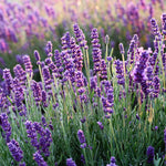 2 Lavender Plants Live Flower, Lavandula Perennial Starter Plants Plugs, 4-8" Tall for Planting Indoor Outdoor (Purple Lavender)